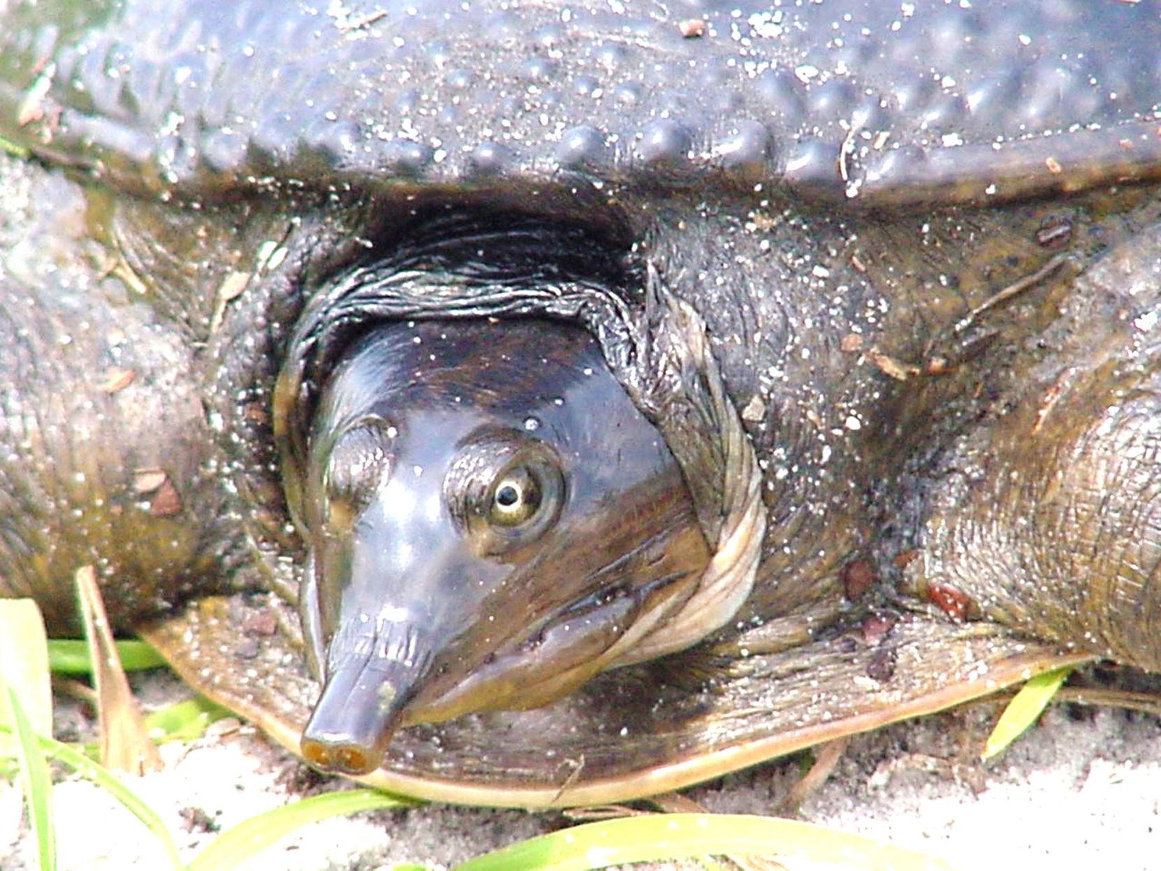 Wildlife Moment softshell turtle A